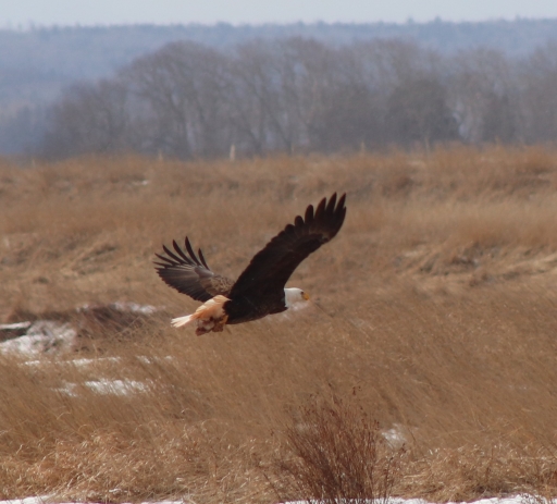 The Best Places to Photograph Bald Eagles in Nova Scotia