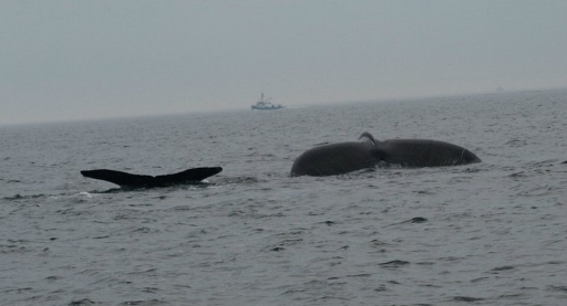 Mom and Baby flipping tail flukes