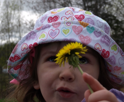 How to make Dandelion Cookies, Wine and other treats!