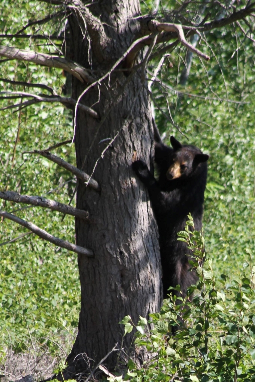 Walking Among the Beautiful Bears in Nova Scotia