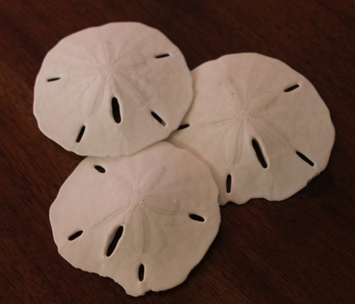 3 sand dollars